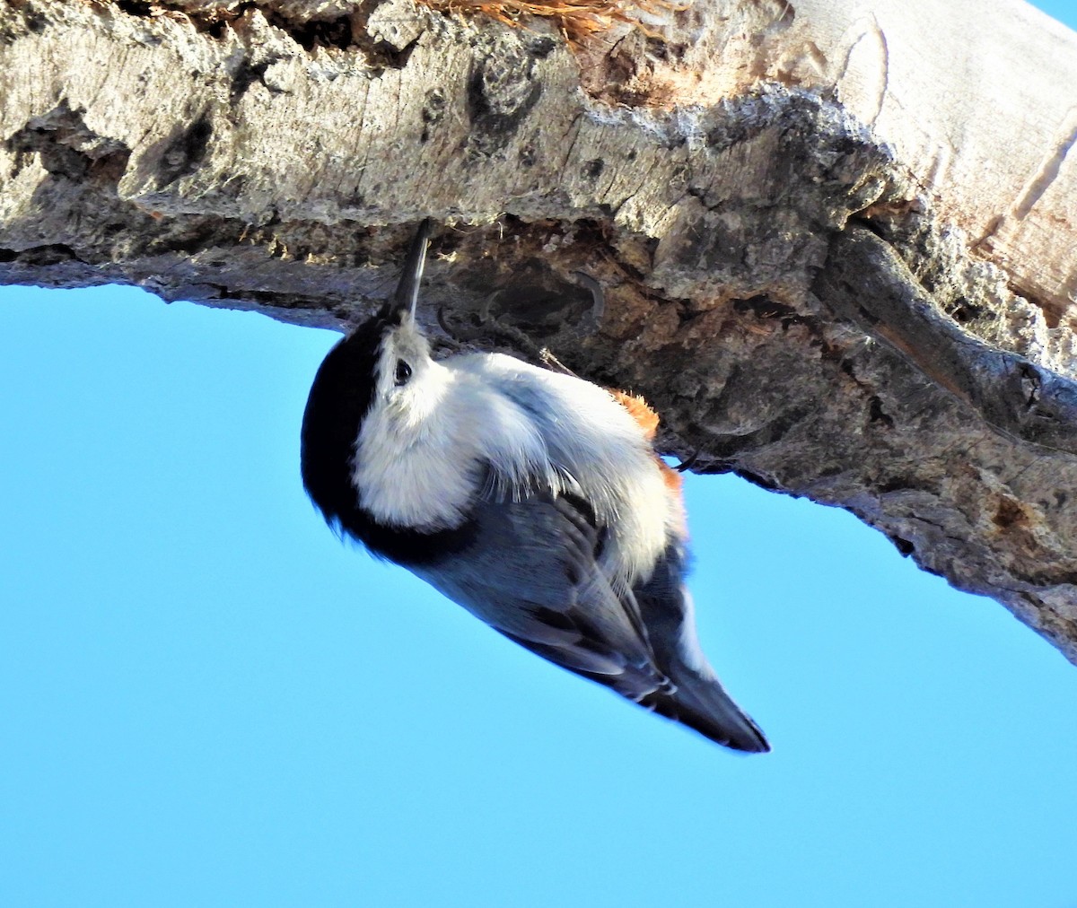 White-breasted Nuthatch - ML531885271