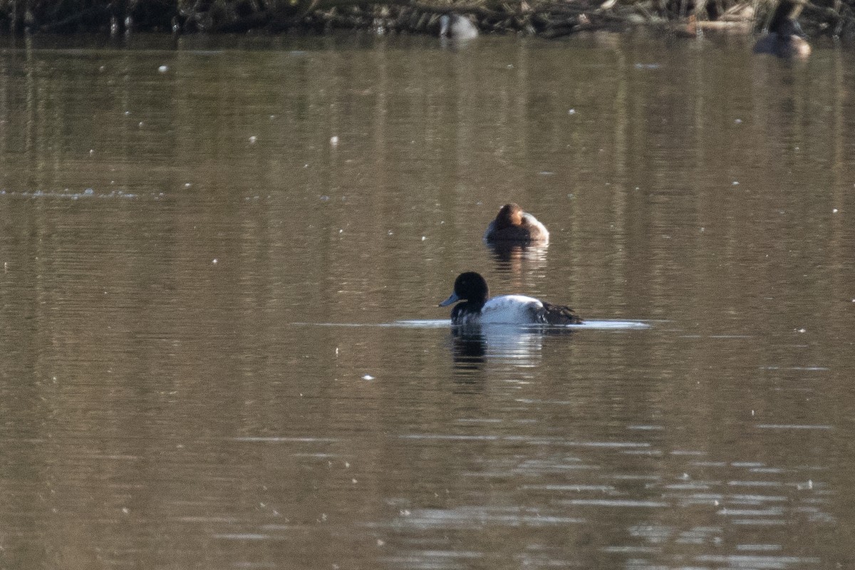 Greater Scaup - ML531885741