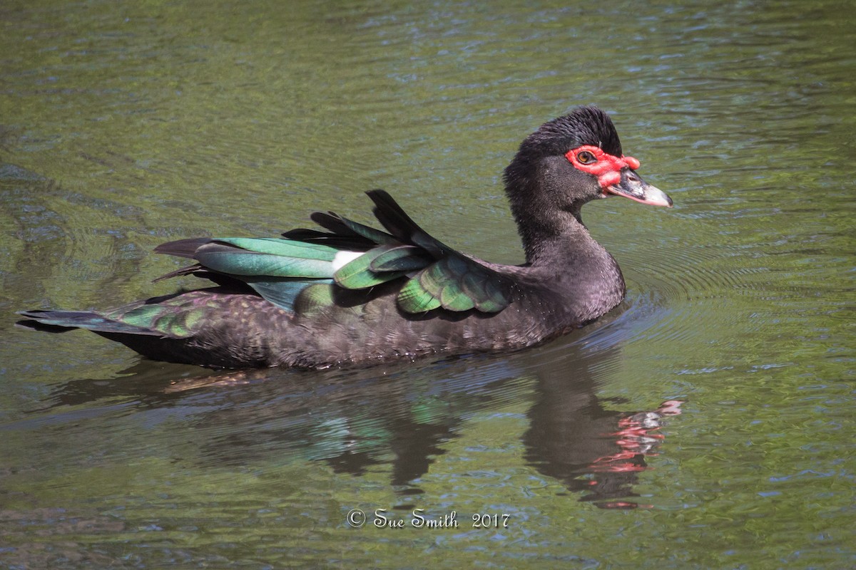 Muscovy Duck (Domestic type) - Sue Smith