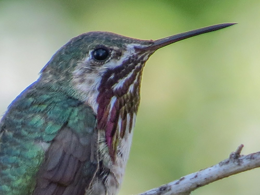 Calliope Hummingbird - ML53188901