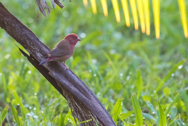 Red-billed Firefinch