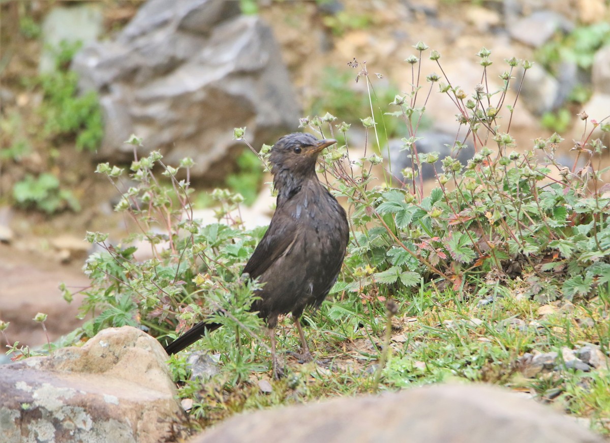 Tibetan Blackbird - ML531890961
