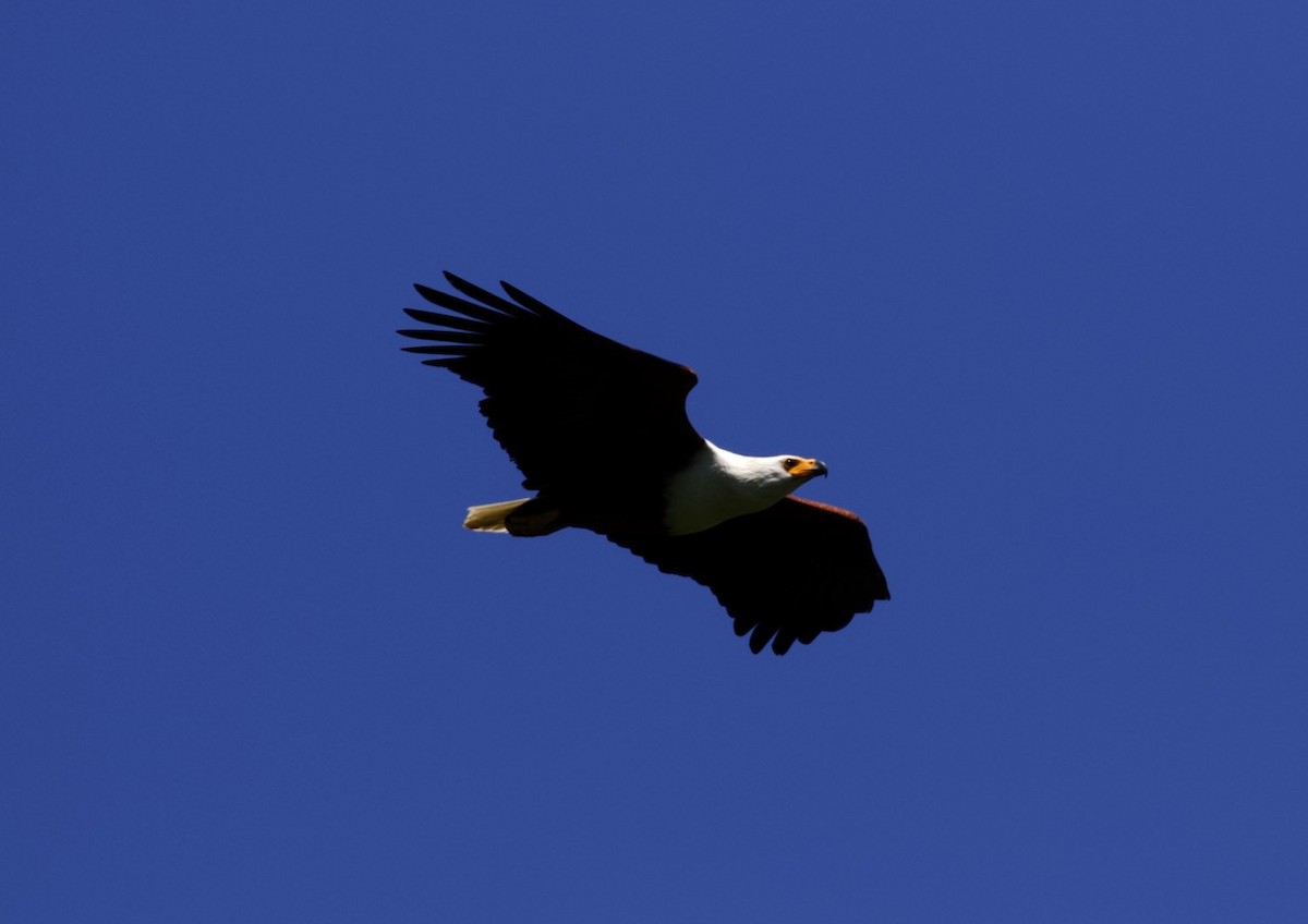 African Fish-Eagle - ML531891401