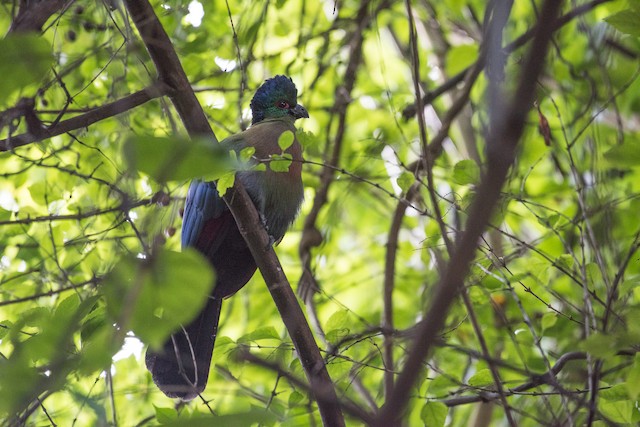 Purple-crested Turaco