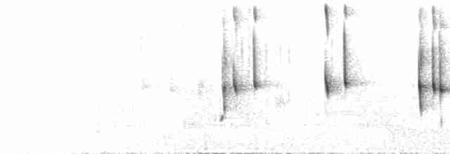  - White-throated Treerunner