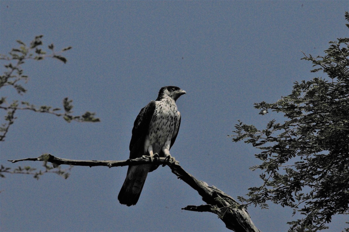 African Hawk-Eagle - Bruce Mast