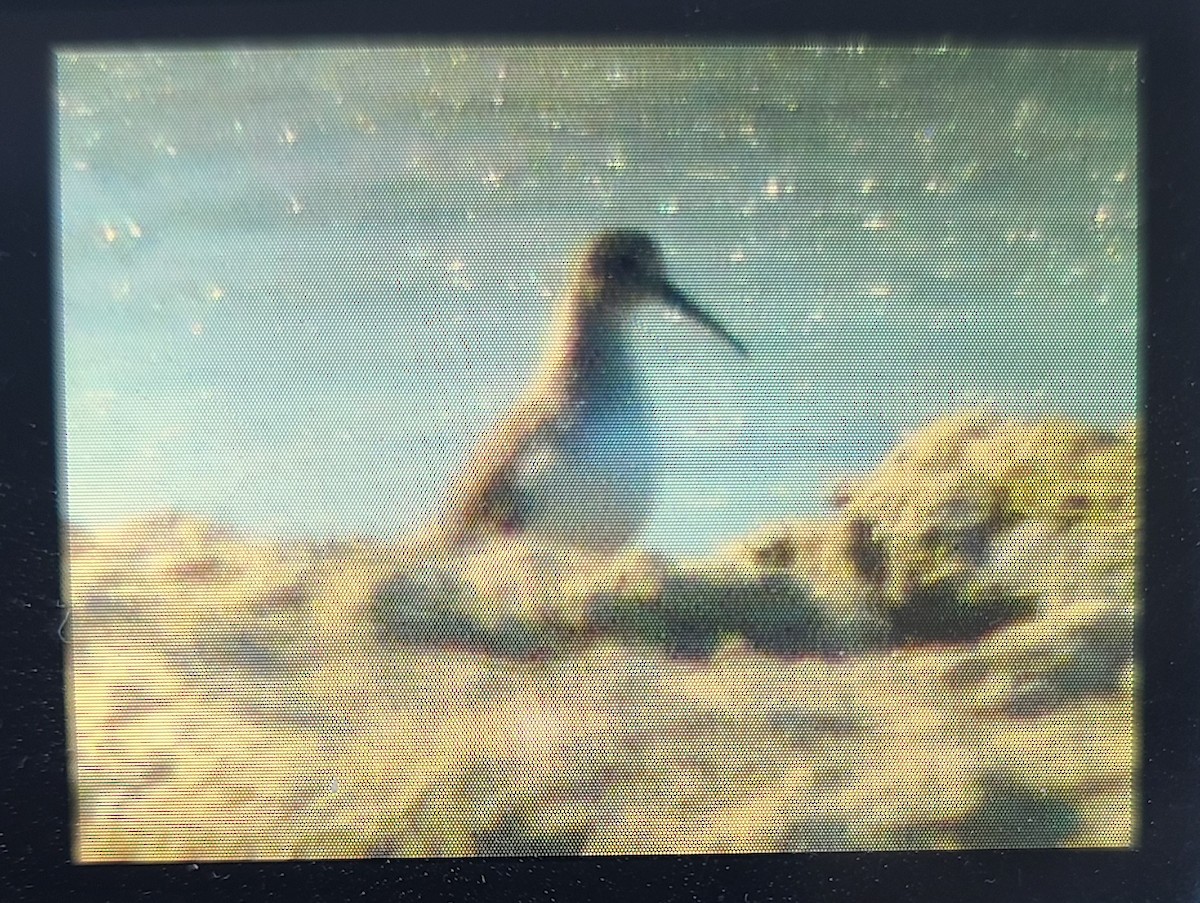 eBird Checklist 5 Feb 2023 Smithville LakeCamp Branch Marina 8