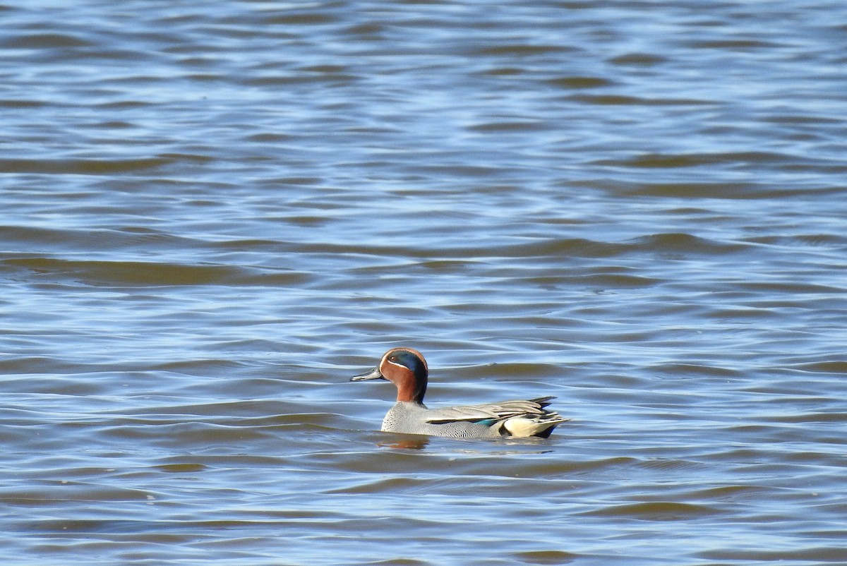 Green-winged Teal - ML531902811