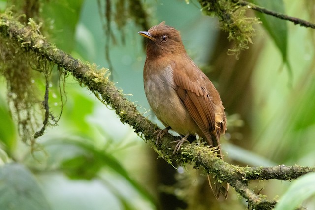 Formative Rufous-brown Solitaire (subspecies <em class="SciName notranslate">chubbi</em>).&nbsp; - Rufous-brown Solitaire - 