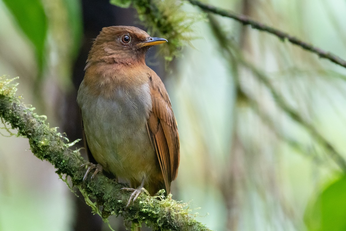 Rufous-brown Solitaire - ML531905341