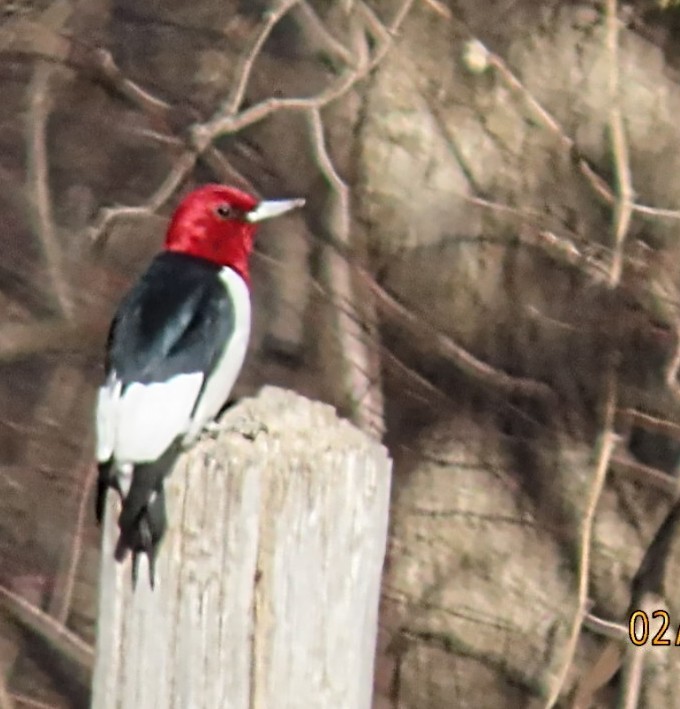 Red-headed Woodpecker - ML531906021