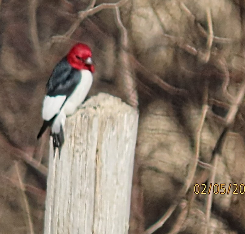 Red-headed Woodpecker - ML531906171