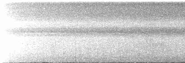 Amazonien-Strichelameisenschlüpfer - ML531910561