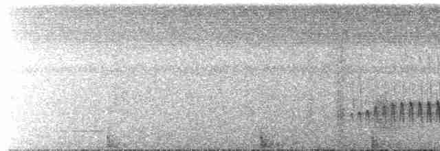 Amazonien-Strichelameisenschlüpfer - ML531910571
