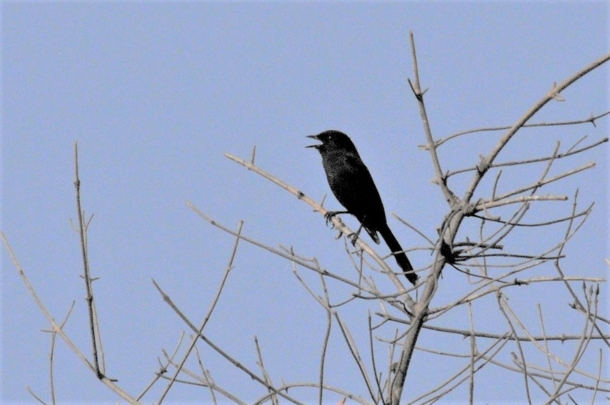 Northern Black-Flycatcher - Bruce Mast