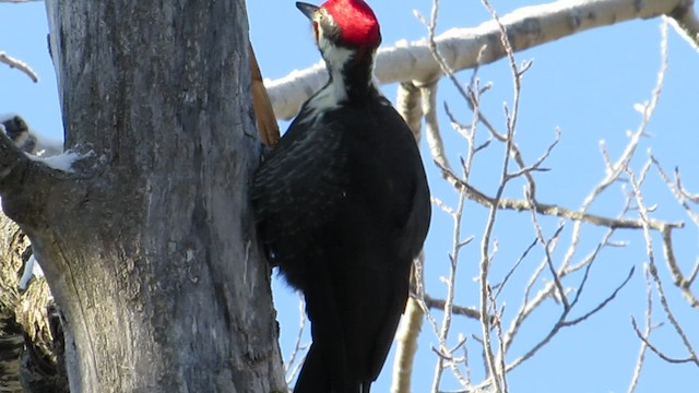 Pileated Woodpecker - ML531911671