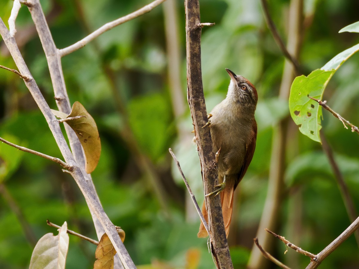 Rusty-backed Spinetail - ML531911961
