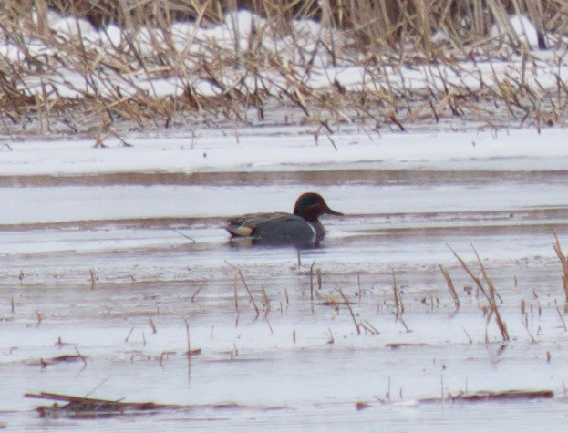 Green-winged Teal - ML53191341