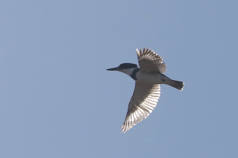 Belted Kingfisher - ML531915091