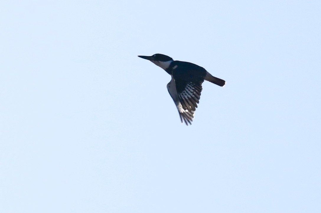 Belted Kingfisher - ML531915101
