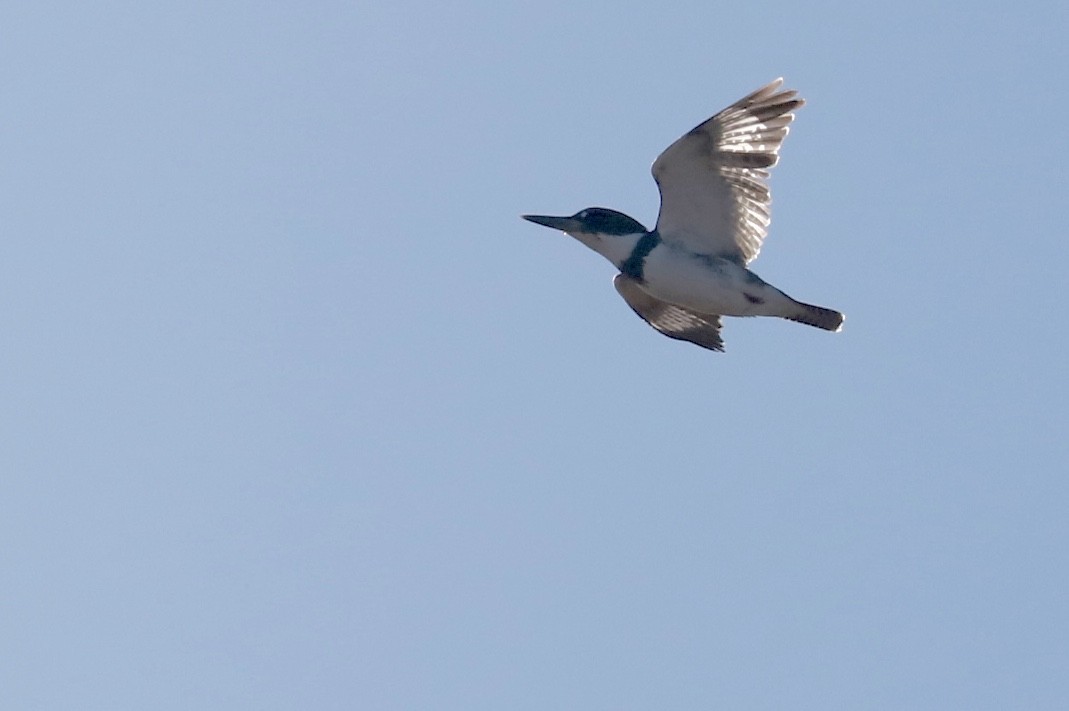 Belted Kingfisher - ML531915111