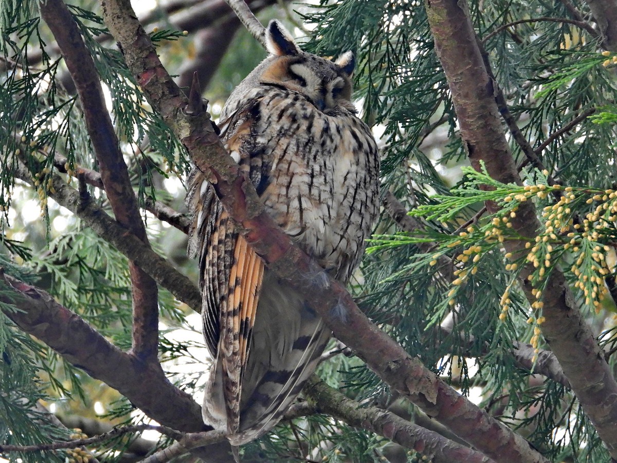 Long-eared Owl - ML531917071
