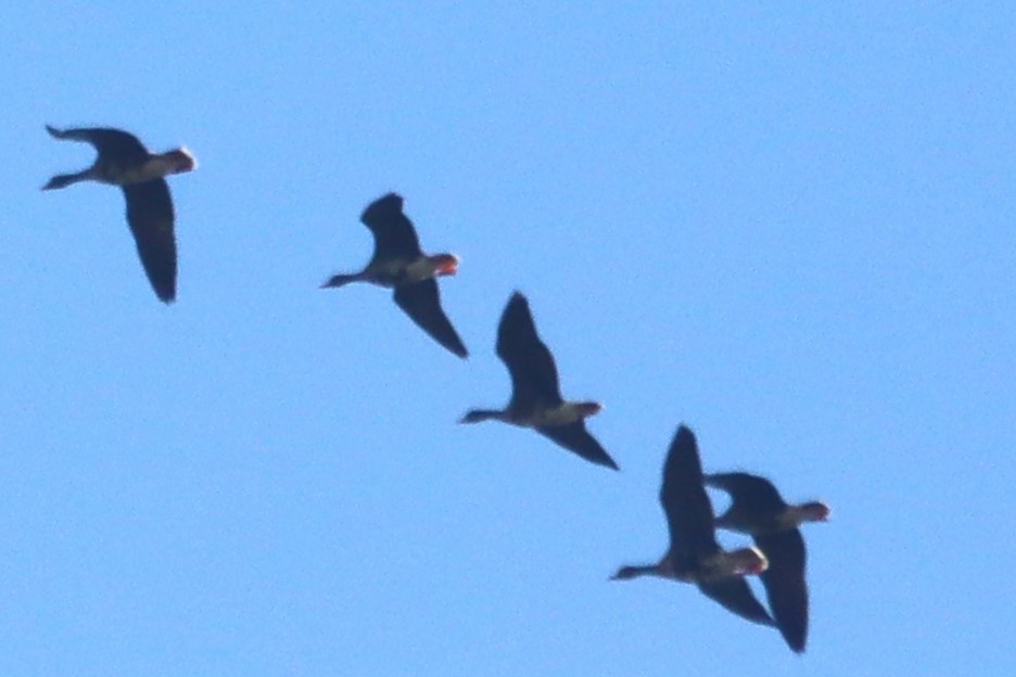 Greater White-fronted Goose - ML531917321