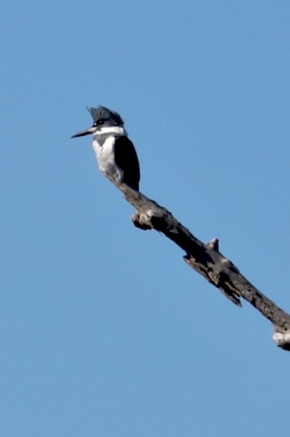 Belted Kingfisher - ML531917851