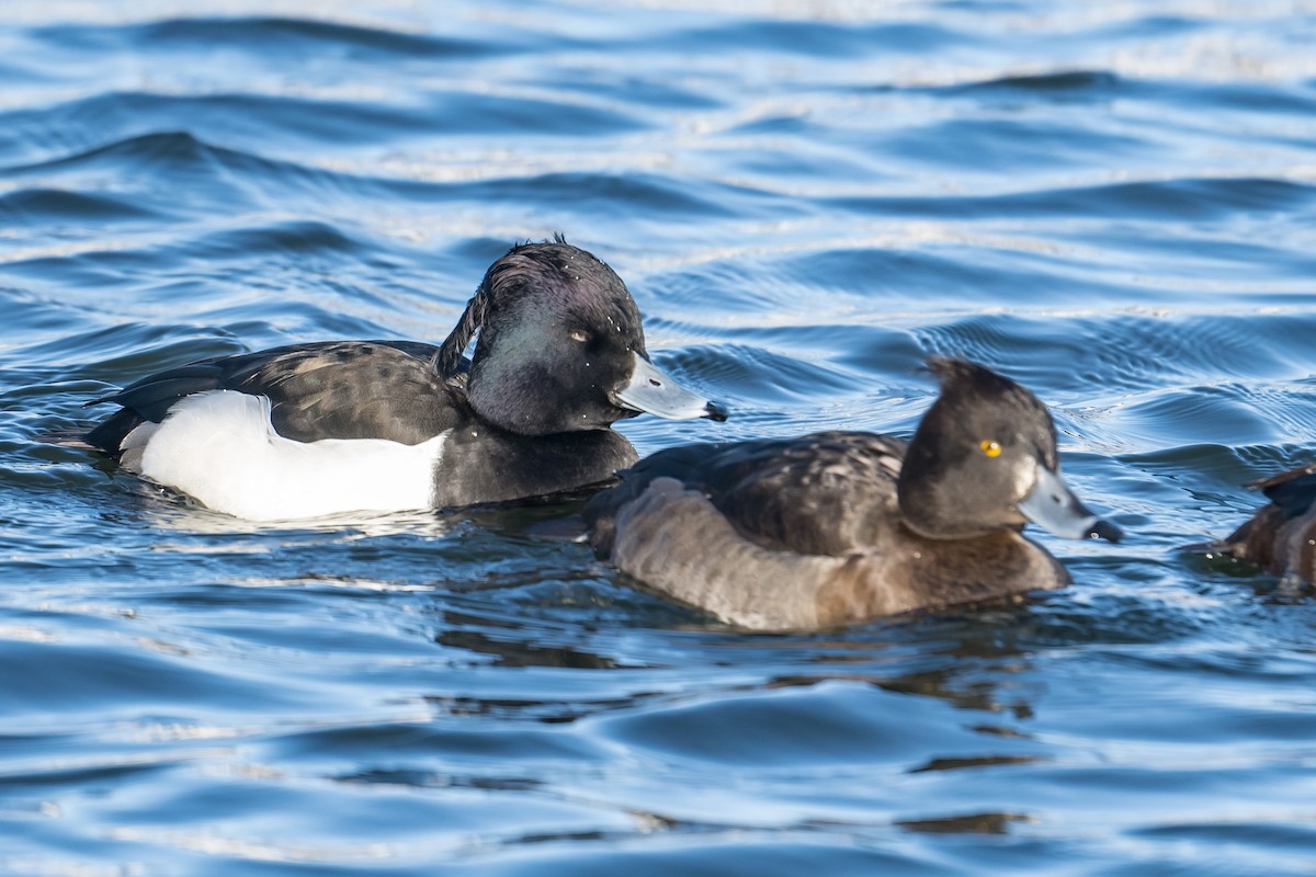 Tufted Duck - ML531919331