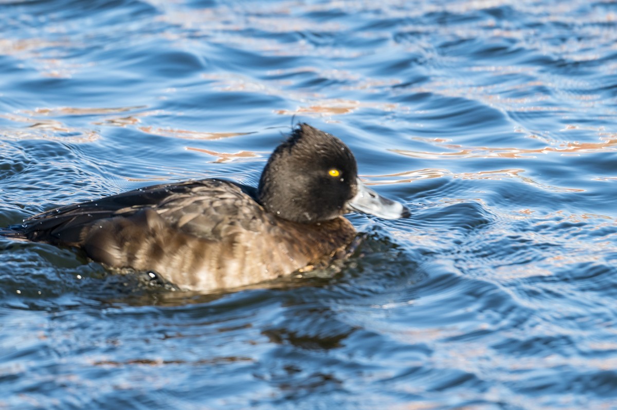 Tufted Duck - ML531919351