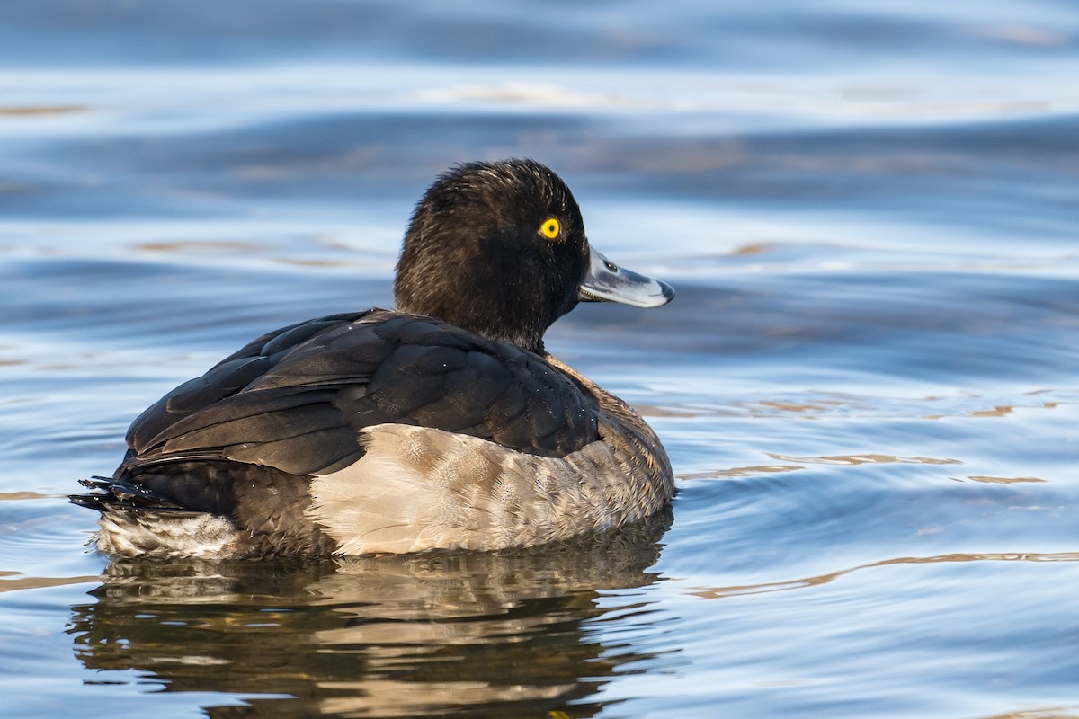 Tufted Duck - ML531919361