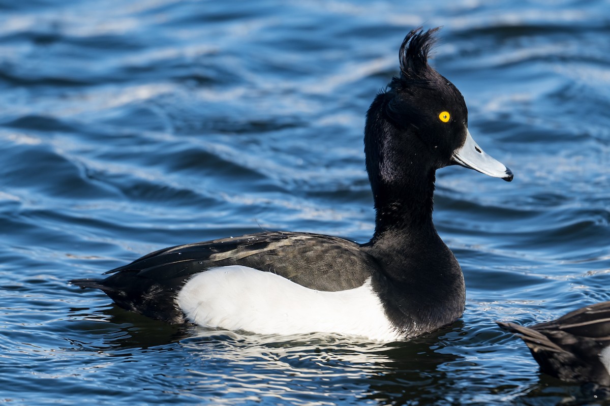 Tufted Duck - ML531919371