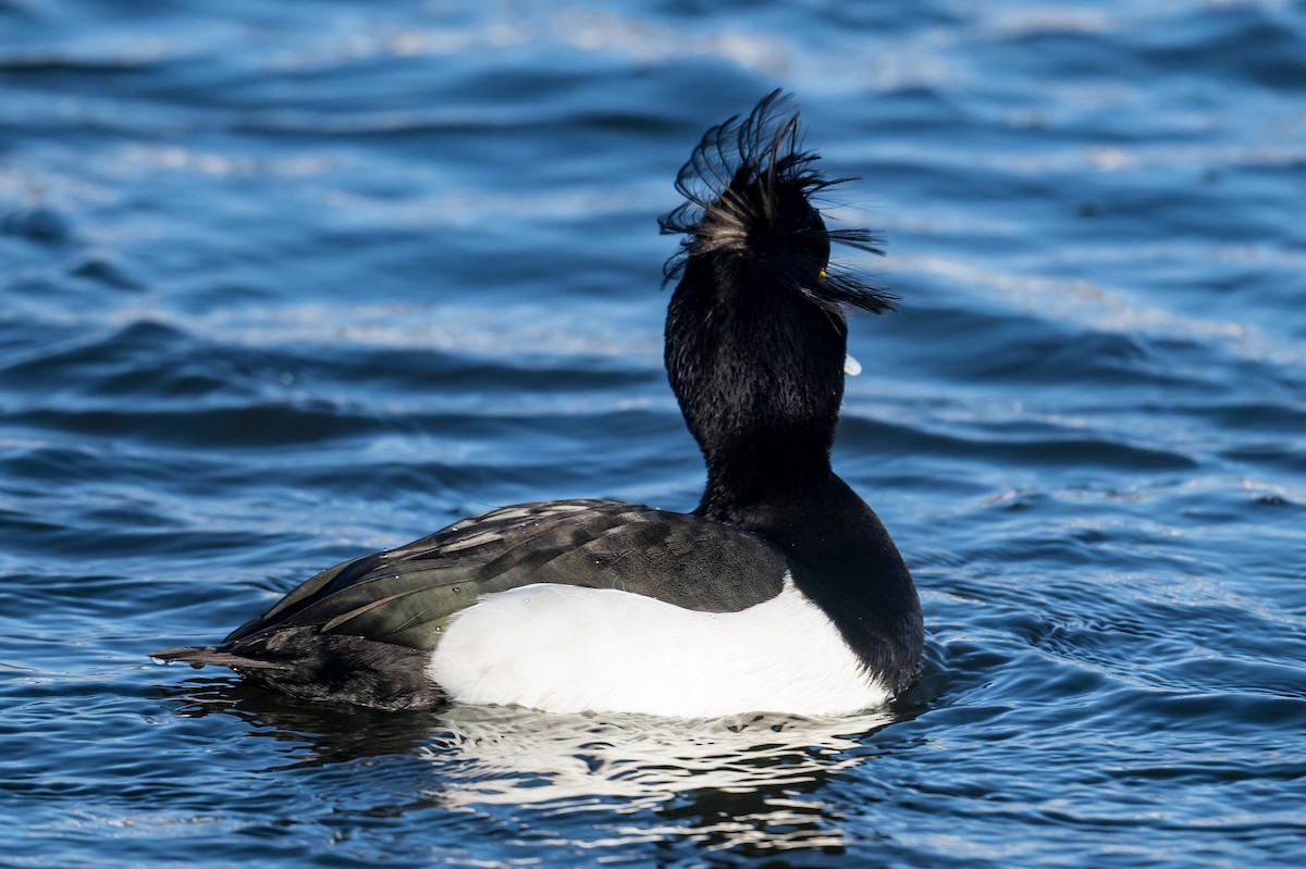 Tufted Duck - ML531919391