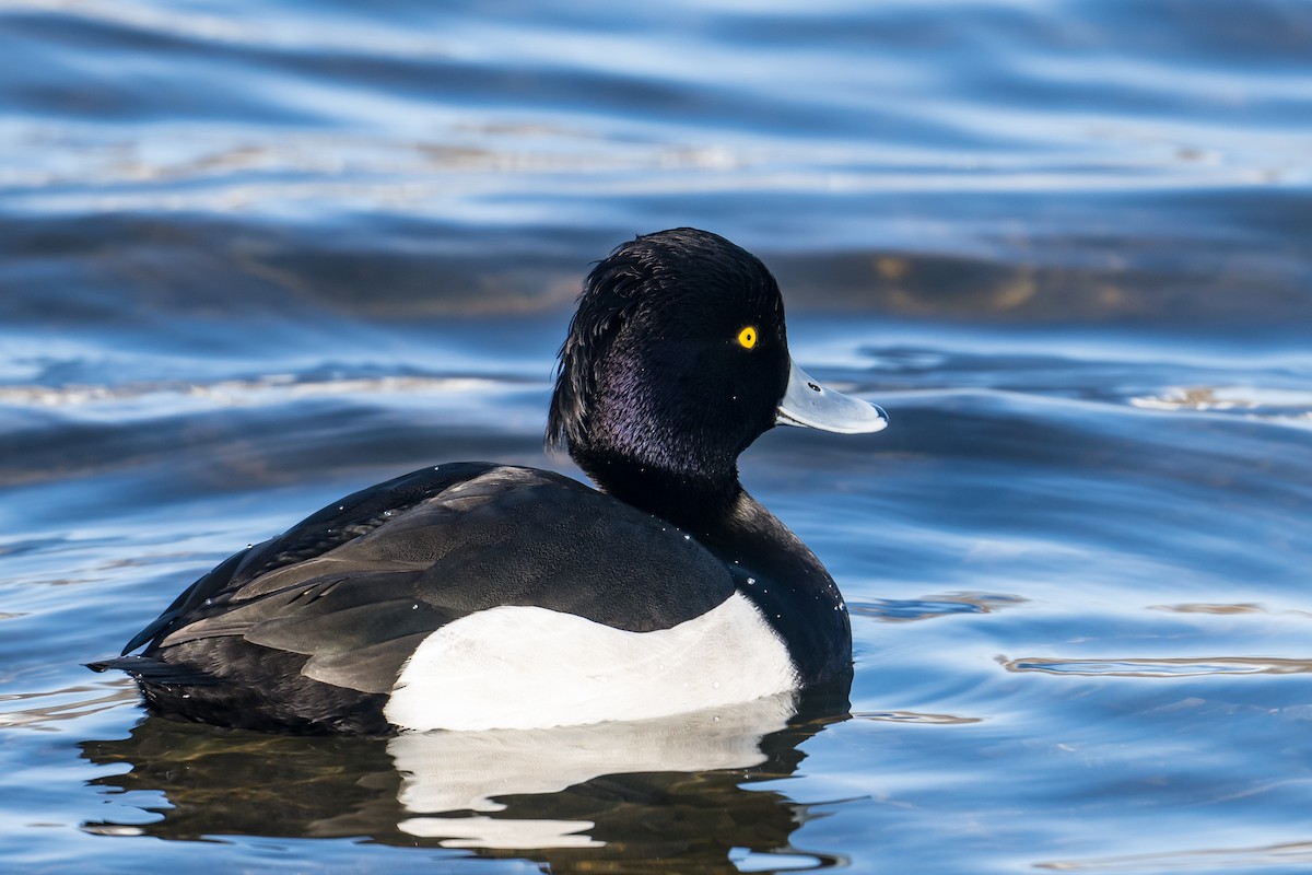 Tufted Duck - ML531919401