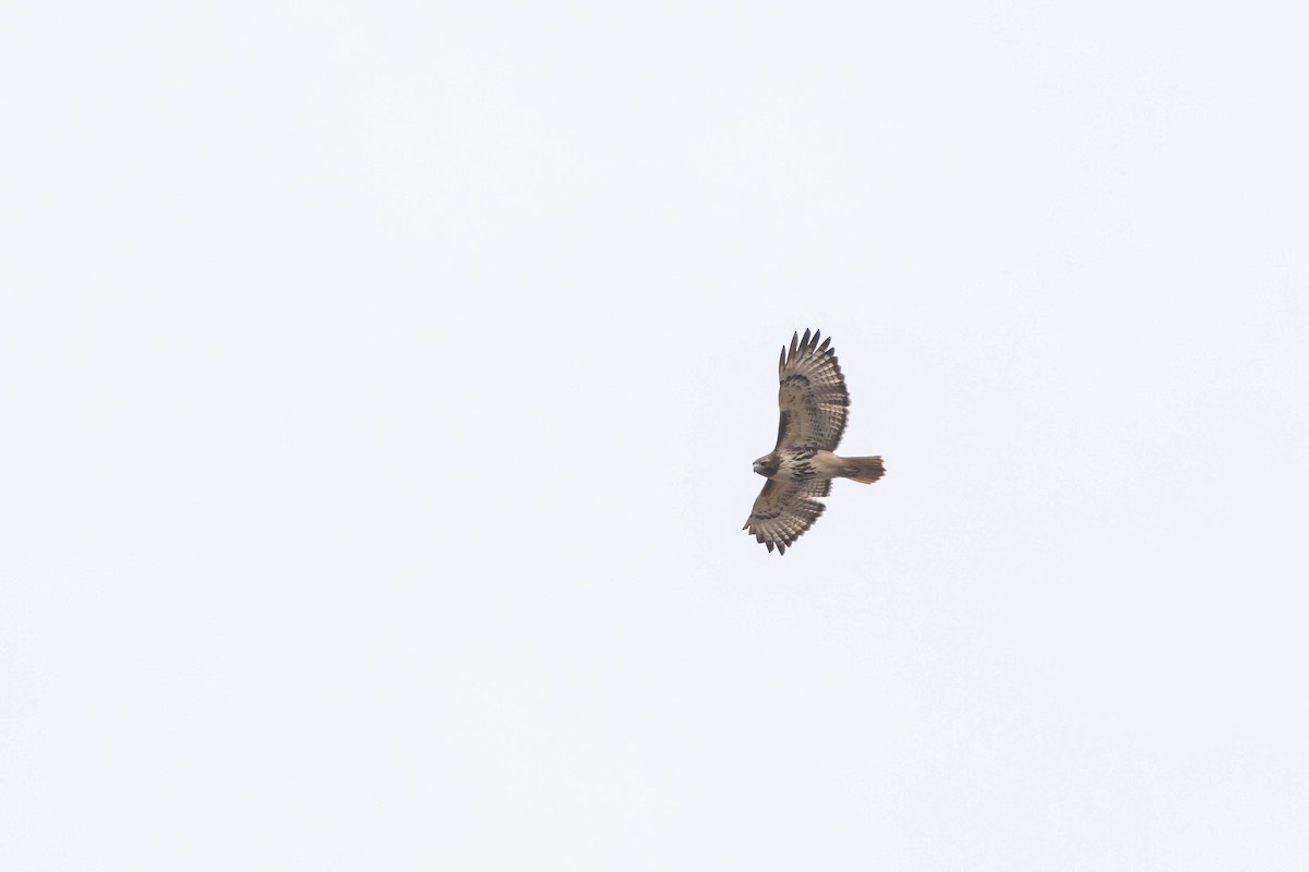 Red-tailed Hawk (abieticola) - ML531921441
