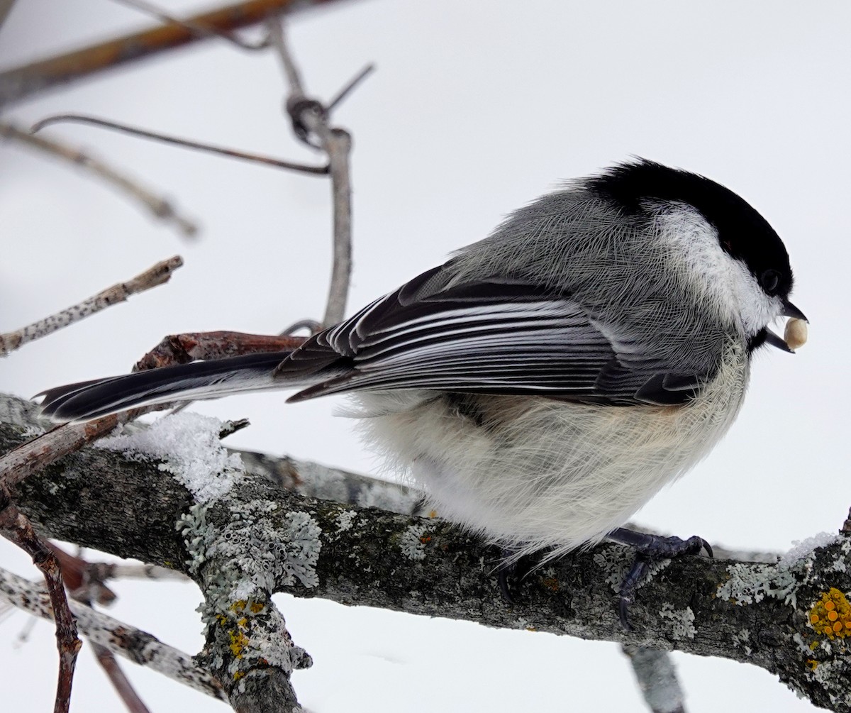 Black-capped Chickadee - Louise Courtemanche 🦅