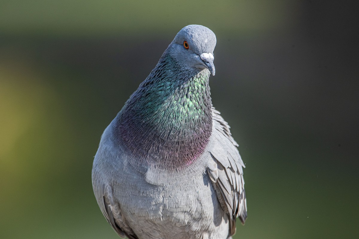 Rock Pigeon (Feral Pigeon) - ML531922911