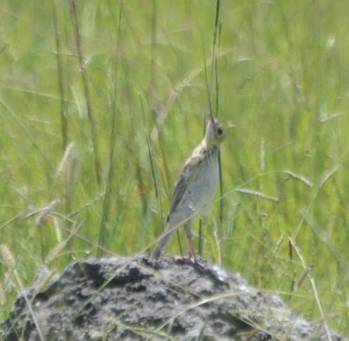 Ochre-breasted Pipit - ML531924441