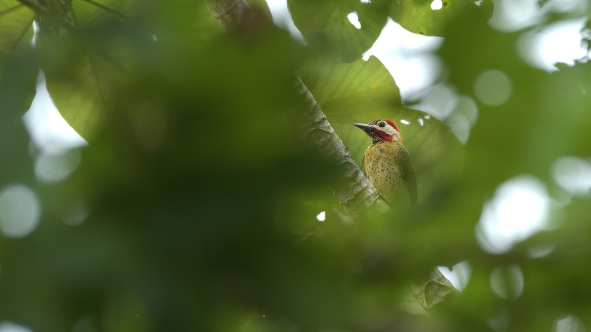 Spot-breasted Woodpecker - ML531924551