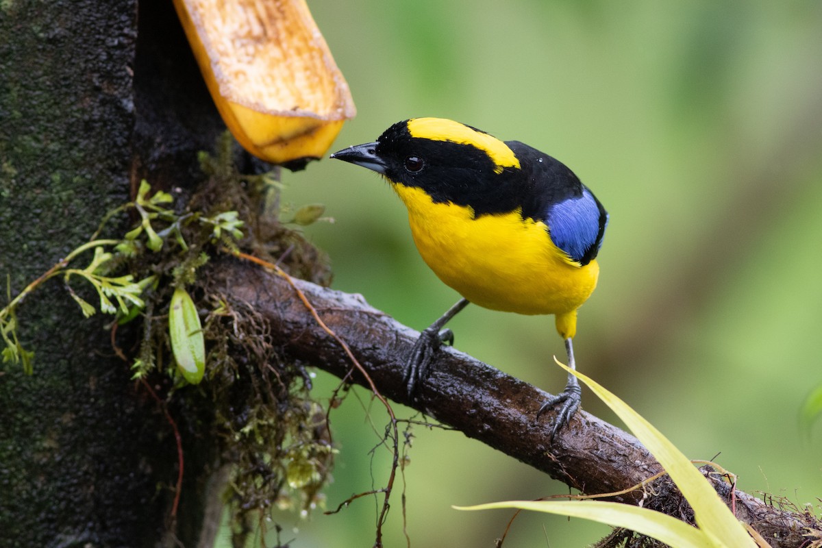 Blue-winged Mountain Tanager - ML531926241