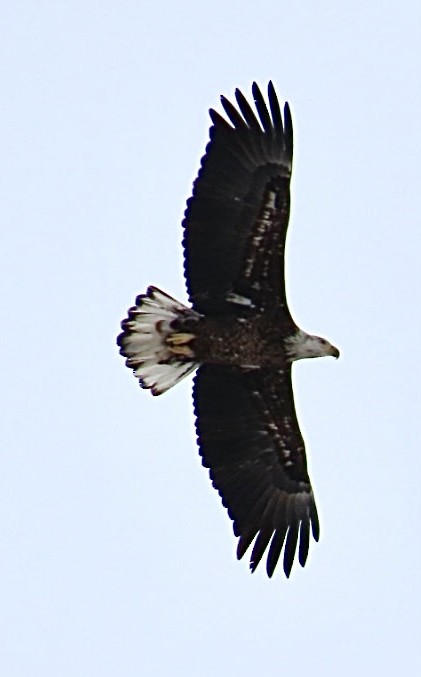 Bald Eagle - ML531926591
