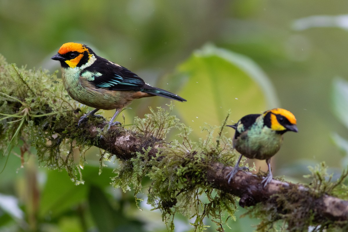 Flame-faced Tanager - ML531926651