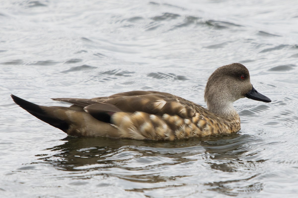 Crested Duck - ML531928991