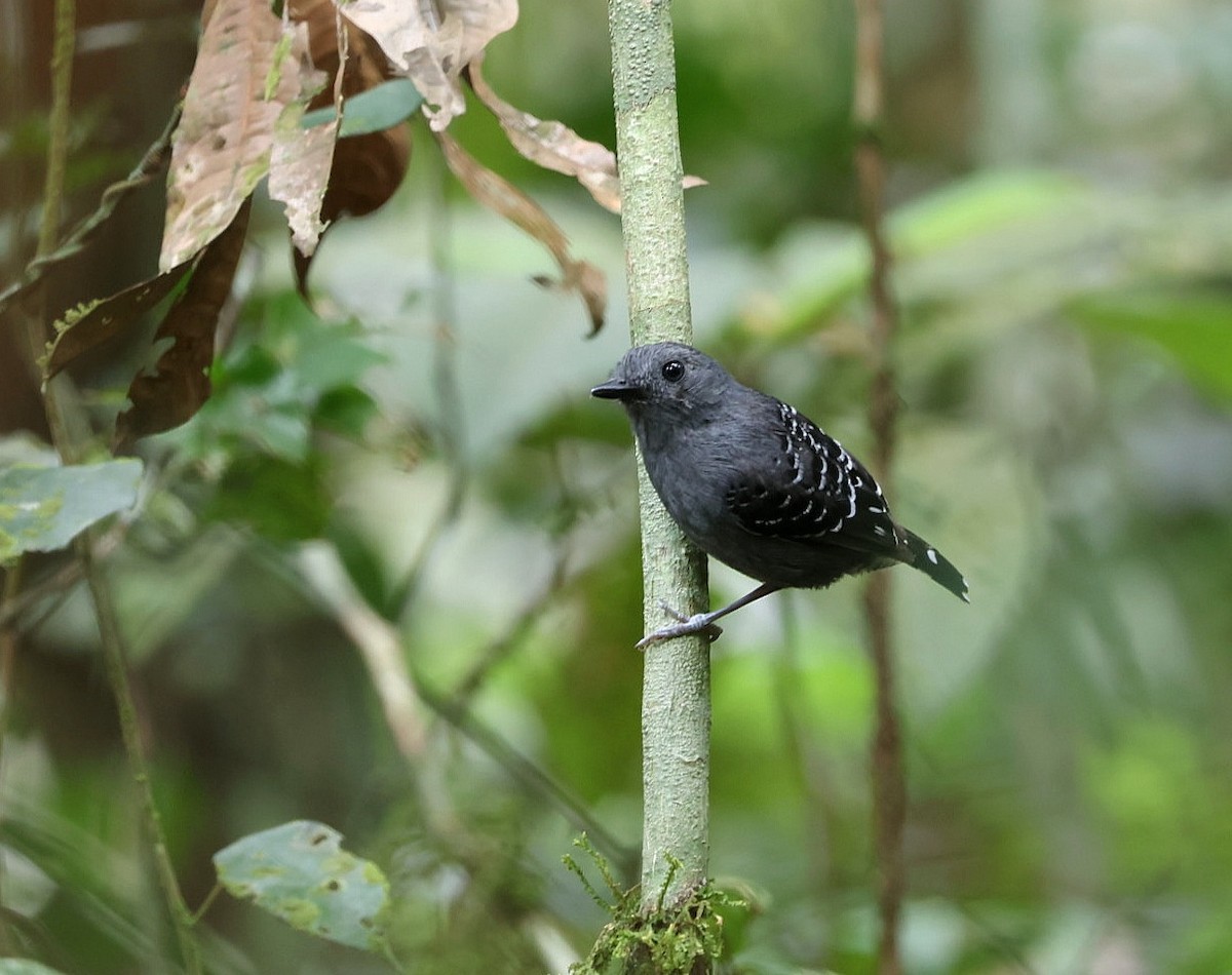 Common Scale-backed Antbird - Alejandro Pinto_TanagerPhotoTours