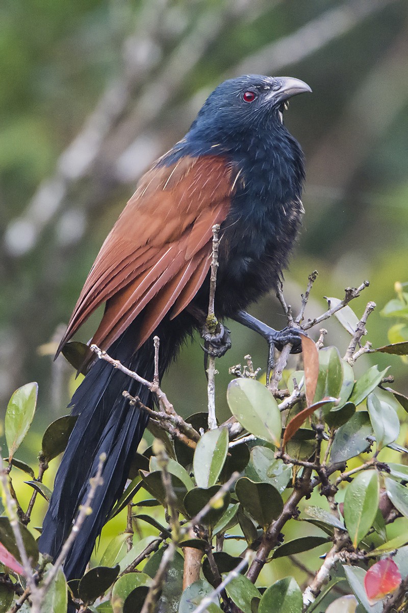 Malagasy Coucal - ML531936801