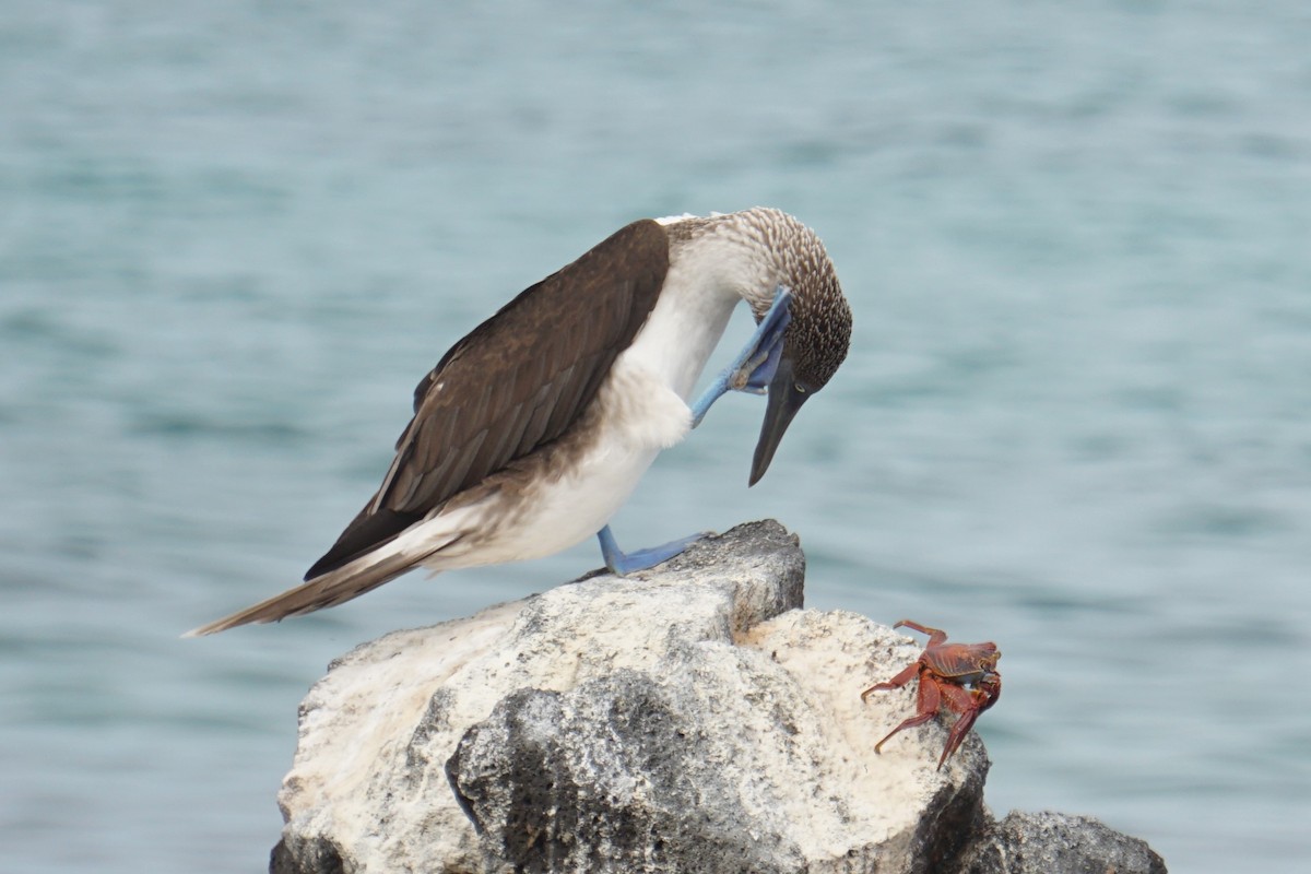 Blue-footed Booby - ML531938421
