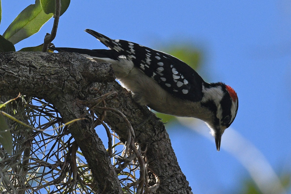 Downy Woodpecker - ML531942451