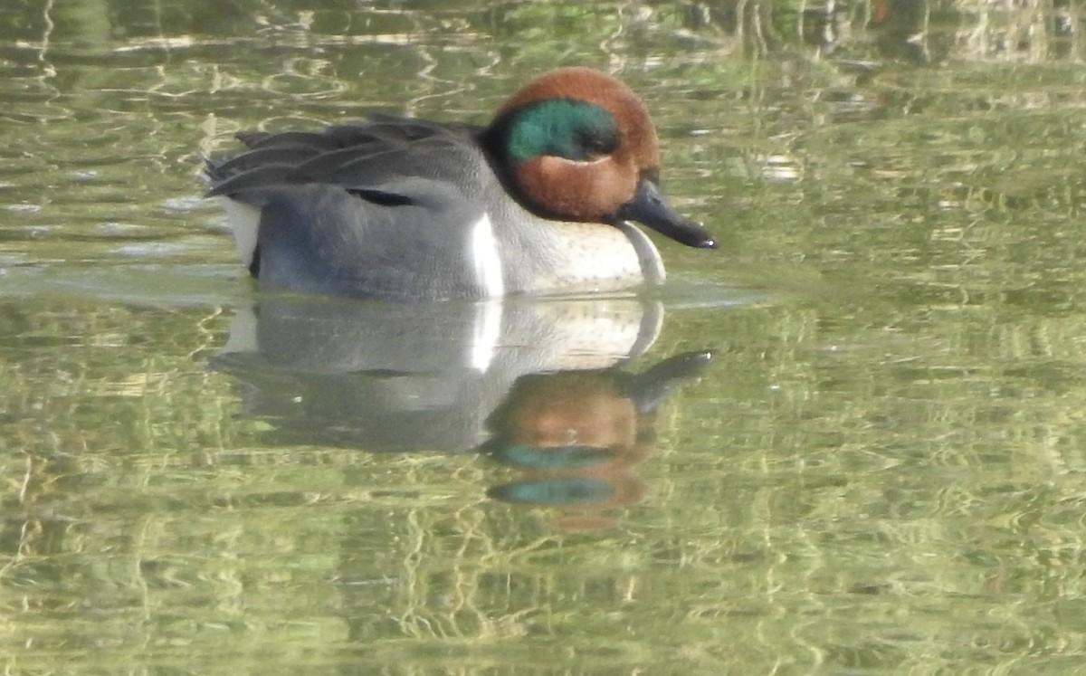 Green-winged Teal - ML531949501