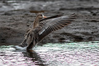 Greater White-fronted Goose, ML531950511