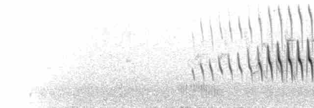  - Long-tailed Cinclodes (Long-tailed)